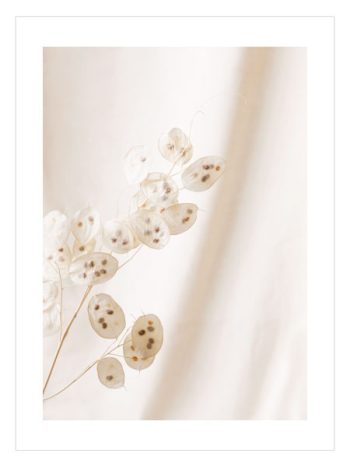 Dry Lunaria