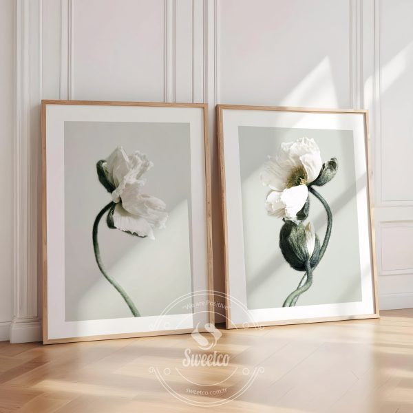White Poppies Set