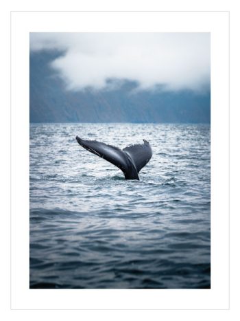 Humpback Whale