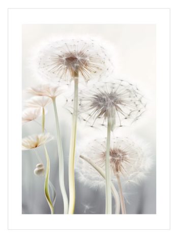 Whispering Wishes No1