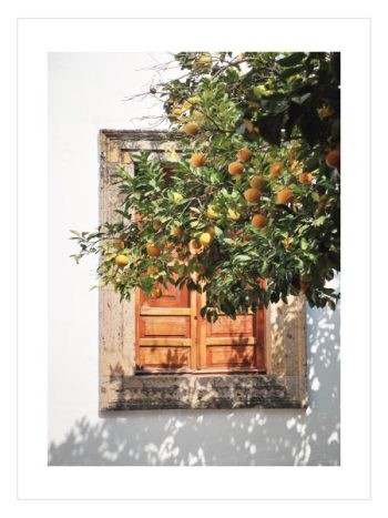 Orange Tree by Window Sunny Day