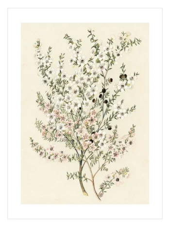 beyaz ve pembe çiçekli botanik dal illüstrasyon posteri