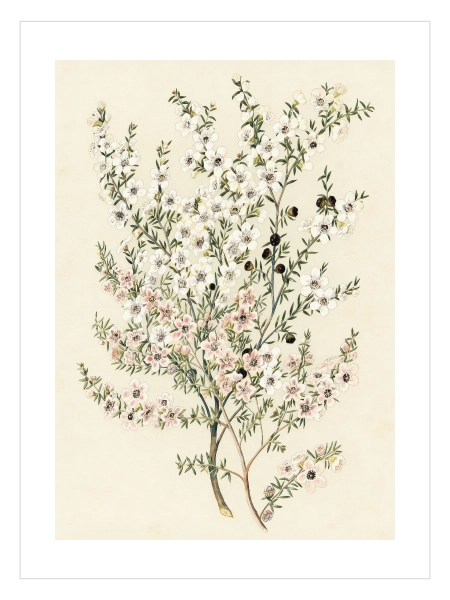 beyaz ve pembe çiçekli botanik dal illüstrasyon posteri