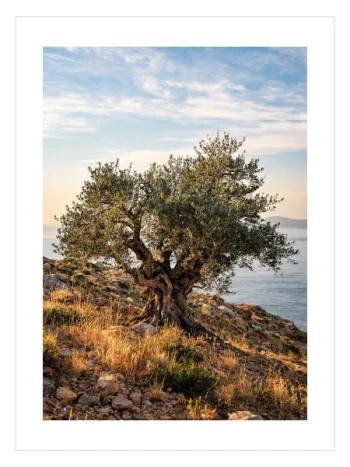 Ancient Olive Tree Poster — Antik Zeytin Ağacı