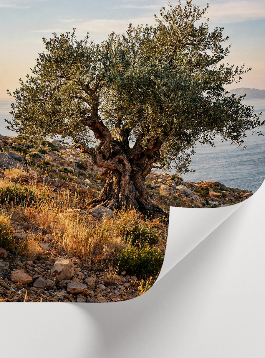 Ancient Olive Tree Poster — Antik Zeytin Ağacı - Görsel 2
