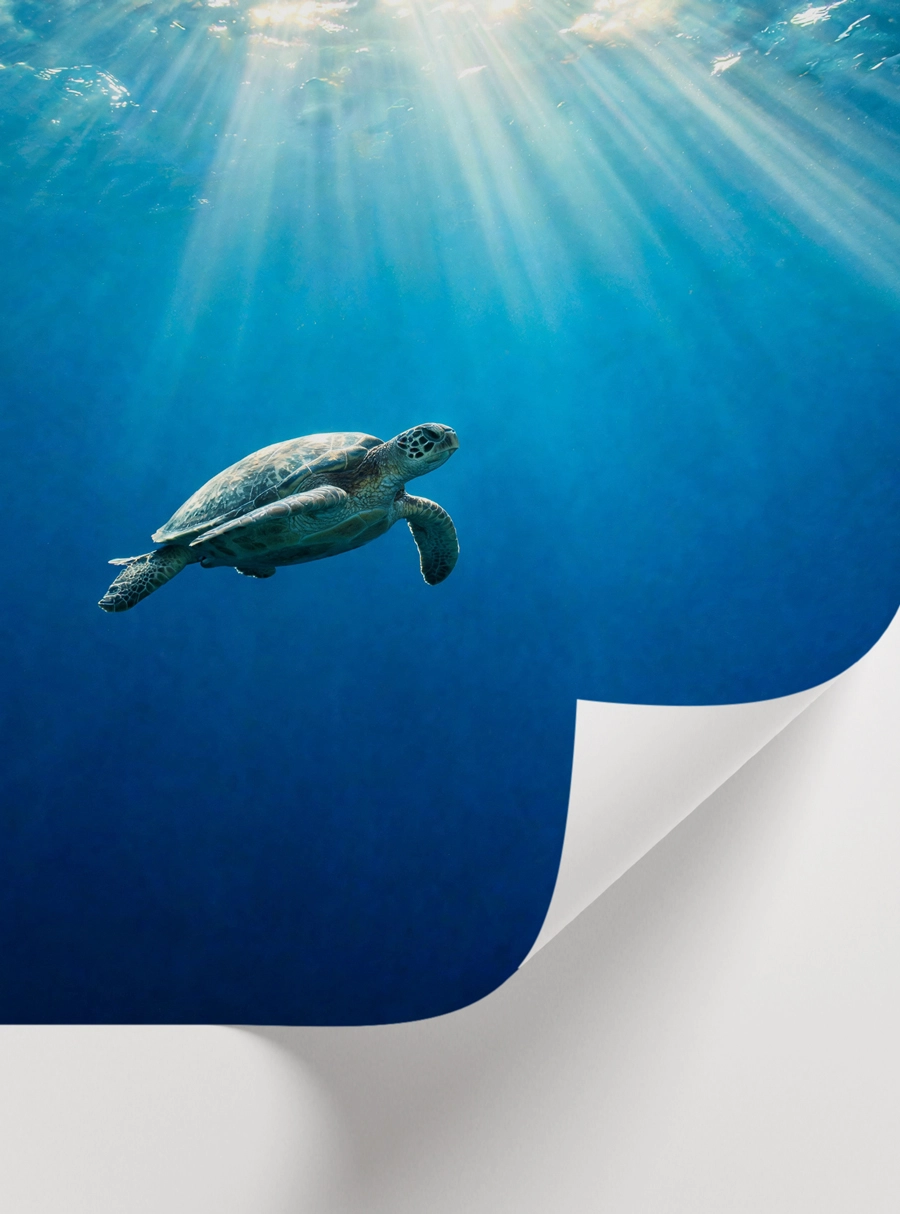Sea Turtle Underwater Poster — Su Altında Yüzen Deniz Kaplumbağası - Görsel 2