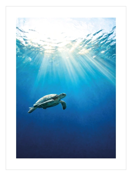 Sea Turtle Underwater Poster — Su Altında Yüzen Deniz Kaplumbağası