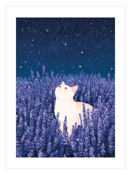 Mor lavanta tarlasının içinde gökyüzüne bakan beyaz kedi, lacivert yıldızlı gece ve sarı ışık detaylarından oluşan renkli illüstrasyon poster.