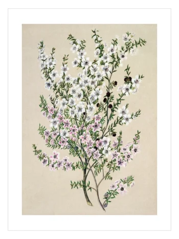 Doğal bej zemin üzerinde ince yeşil dallara yayılmış beyaz ve açık pembe çiçekler ile koyu renk tomurcuklardan oluşan vintage botanik illüstrasyon.