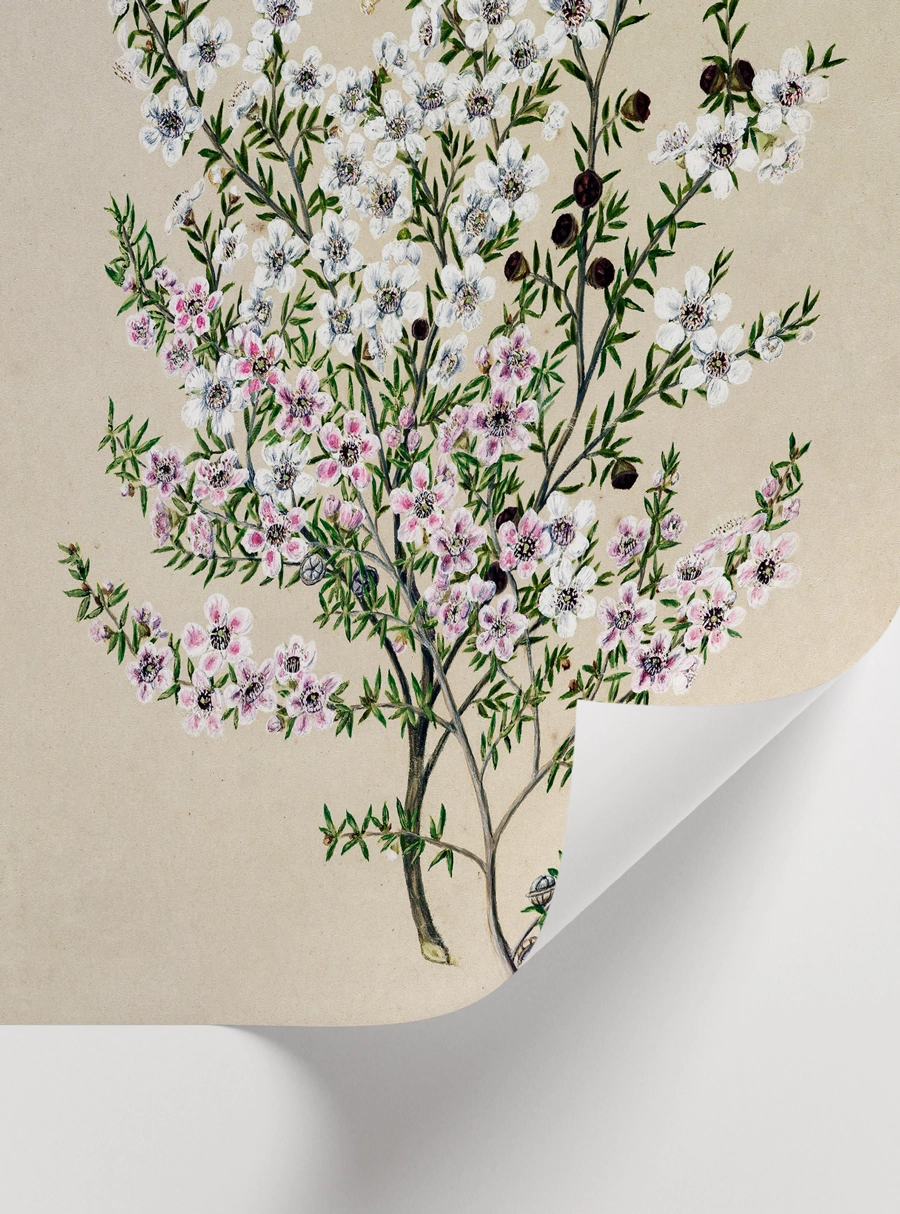 Quiet Blossom Poster — Beyaz ve Pembe Botanik Çiçek İllüstrasyonu - Görsel 2