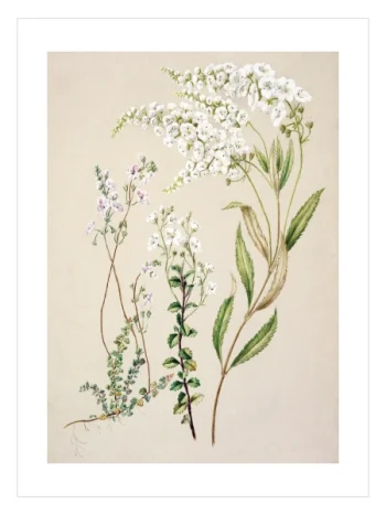 Wild Meadow Poster — Beyaz Kır Çiçekleri Botanik İllüstrasyonu