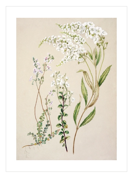 Wild Meadow Poster — Beyaz Kır Çiçekleri Botanik İllüstrasyonu